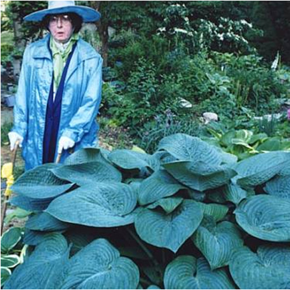 1 hosta humpback whale 99