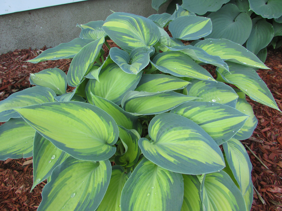 1 hosta june 88