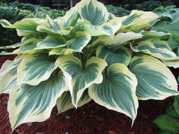 1 hosta liberty 88