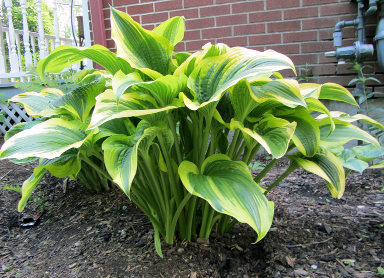 1 hosta montana aureomarginata photo budd gardens