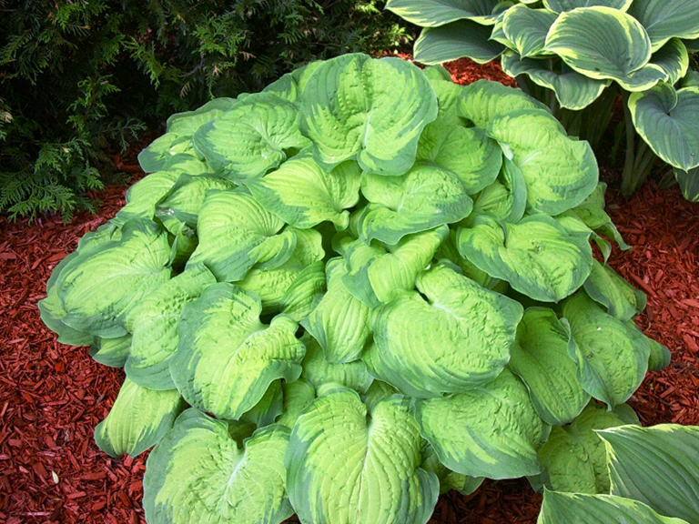 1 hosta old glory photo budd gardens