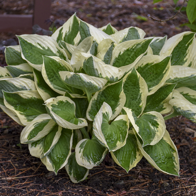 1 hosta patriot 99