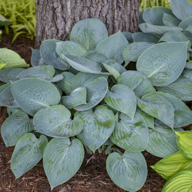 1 hosta prairie sky 99