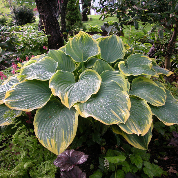 1 hosta sagae88