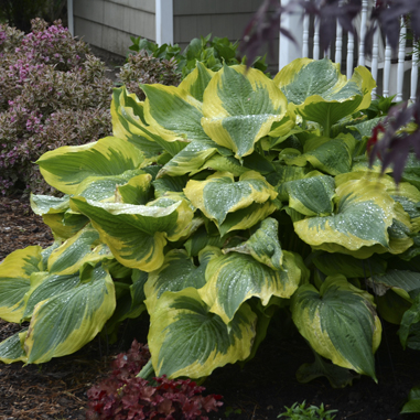 1 hosta seducer88