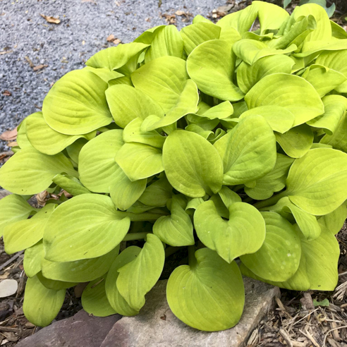 1 hosta sun mouse 88