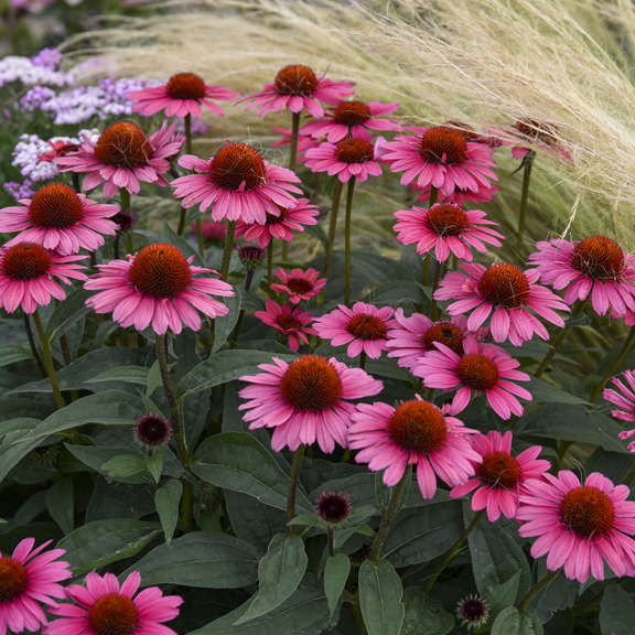 echinacea coral craze 99