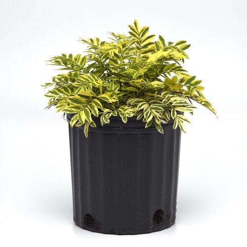 Polemonium 'Golden Feathers' New 2024