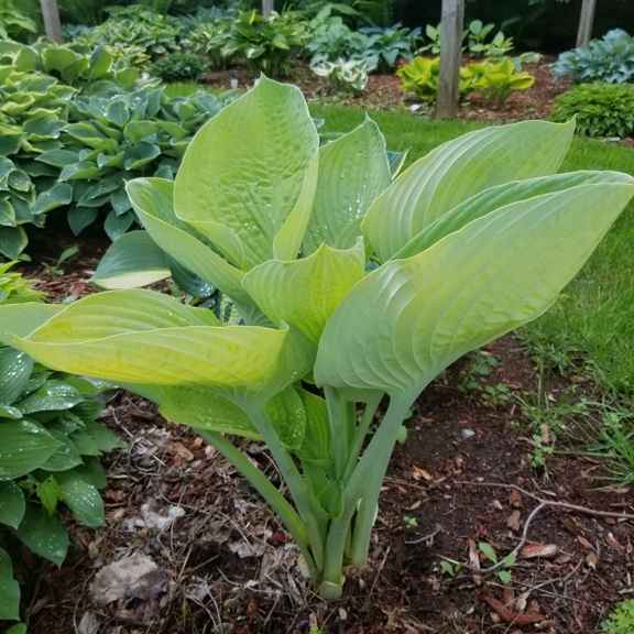 P00 Hosta 'Double D Cup' from The Hosta Helper - Presented by