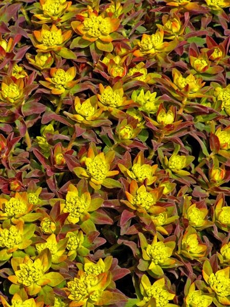 Euphorbia 'Bonfire' 