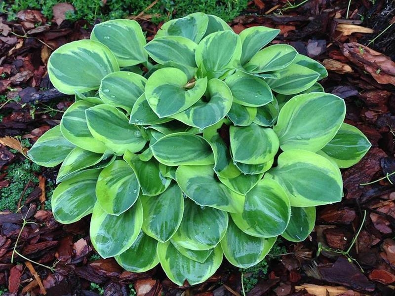 Frosted Mouse Ears, Hosta
