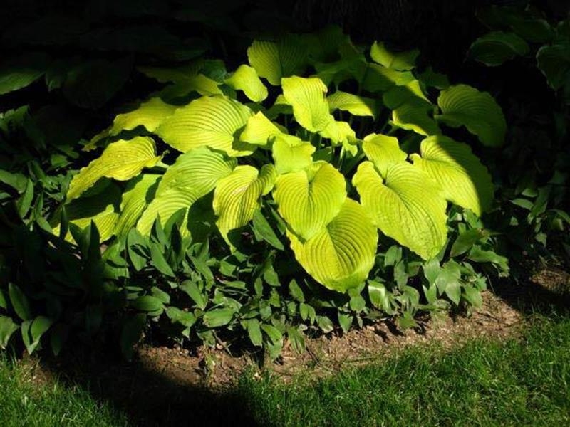 Great Lakes Gold, Hosta