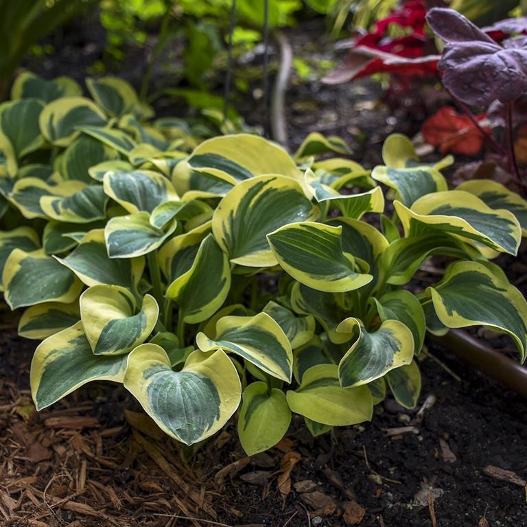 Mighty Mouse, Hosta