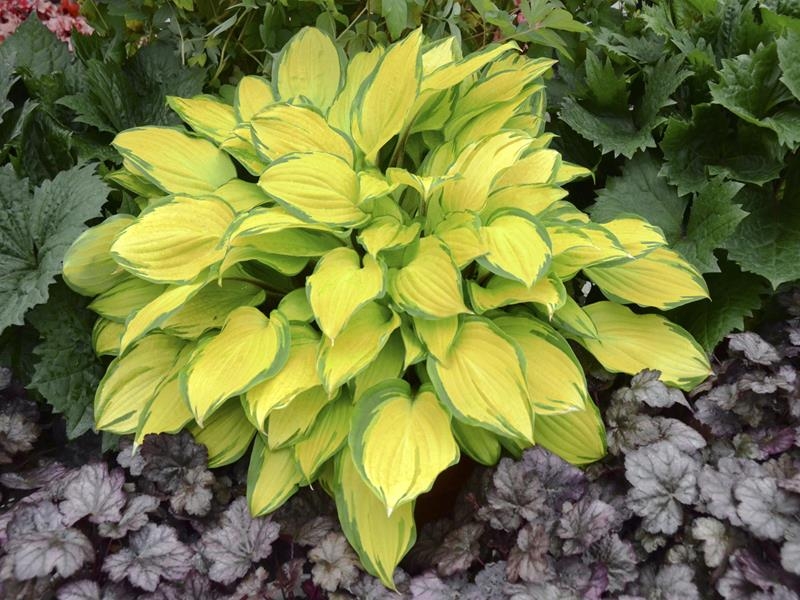 Island Breeze, Hosta