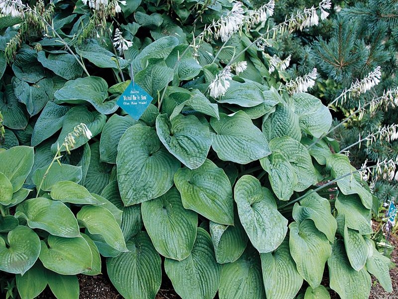 Montreal Blue Ice Storm, Hosta