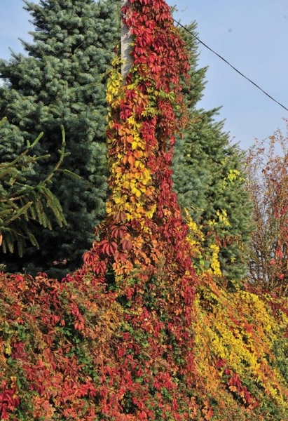 Parthenocissus 'Quinquefolia Veitchii'