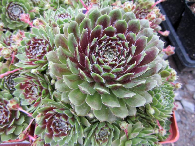 Hens and Chicks 'Piloseum'