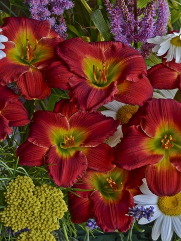 Hemerocallis 'Red Hot Returns' 