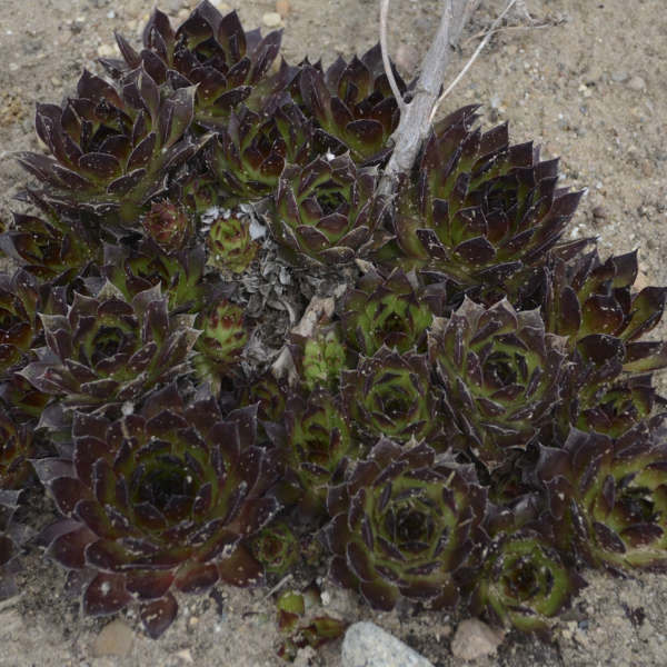 Hens and Chicks 'Black'  
