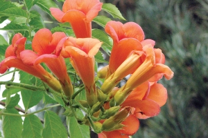 Campsis 'Indian Summer' 