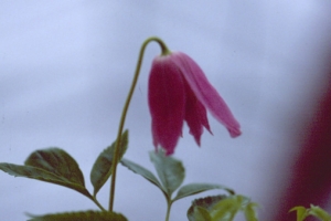 Clematis alpina 'Constance' New 2023