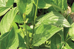 Cornus 'Bud's Yellow' New 2023