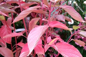 Cornus 'Cardinal' 