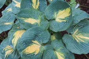 Dream Queen, Hosta