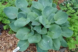 Fuzzy Dice, Hosta