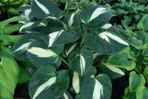 Half And Half, Hosta