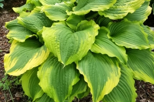 One Last Dance, Hosta