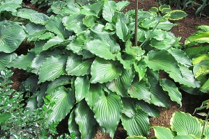 The Fonz, Hosta