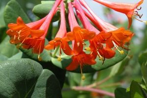 Honeysuckle (Lonicera) 'Mandarin' 