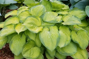 Paradigm, Hosta