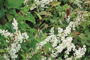 Polygonum 'Aubertii' 