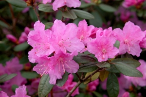 Azalea (Rhododendron) 'PJM Elite Star' 