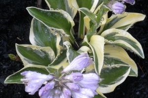 Funny Mouse, Hosta