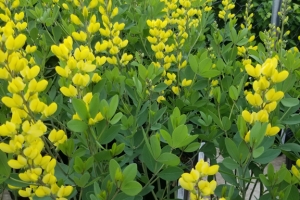 Baptisia 'American Goldfinch' 