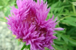 Centaurea 'Delbata'