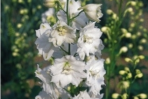 Delphinium 'Galahad'