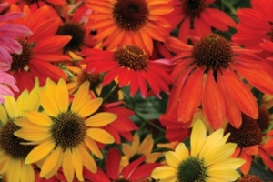 Echinacea 'Cheyenne Spirit'