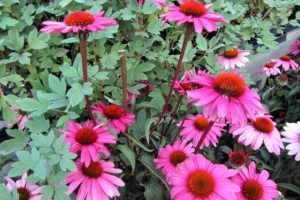 Echinacea 'Magnus Superior'