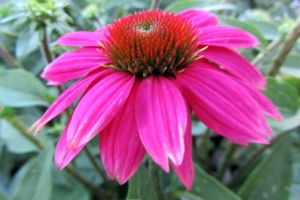 Echinacea 'Pow Wow Wildberry'