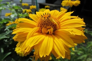 Heliopsis 'Summer Sun'