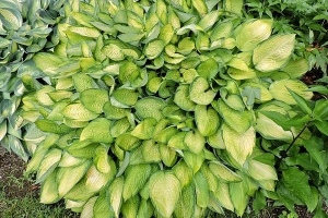 Gold Standard, Hosta