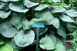 Gray Cole, Hosta