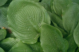 King John, Hosta