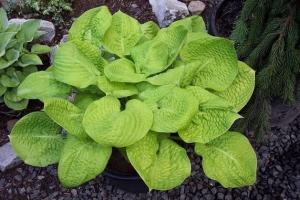 Mayflower Moon, Hosta