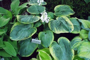 Nifty Fifty, Hosta