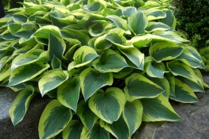 Pacific Sunset, Hosta